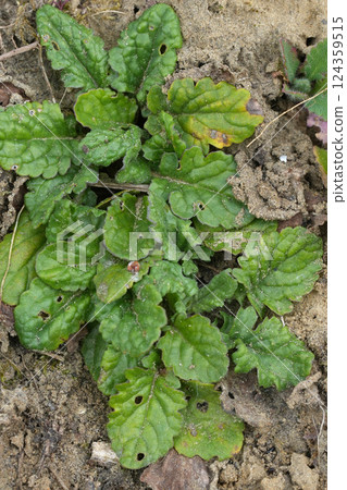 Closeup on emerging smegplant, St. James-wort or staggerwort, Jacobaea vulgaris 124359515