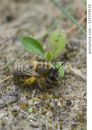 Closeup on a pollen loaded female vernal or spring mining bee, Colletes cunicularius 124359516