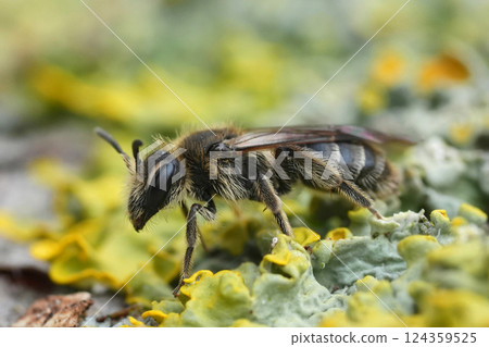 Detailed closeup on a small dwarf mining bee, Andrena minutula group Detailed closeup on a small dwarf mining bee, Andrena minutula group 124359525