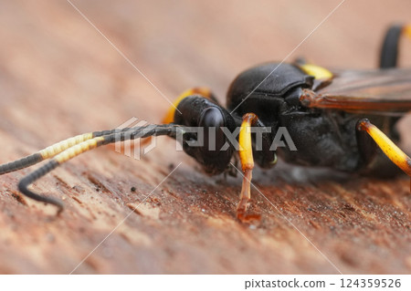 Detailed closeup on a colorfull ichneumonid wasp, Ichneumon stramentor 124359526