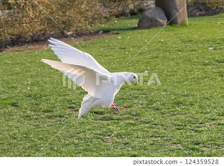 White dove flying above the green land White dove flying above the green land 124359528