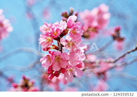 Deep pink Youkou cherry blossoms (spring, March) 124359532