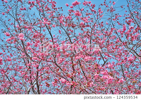 深粉紅色的Youkou櫻花（春季，3月） 124359534