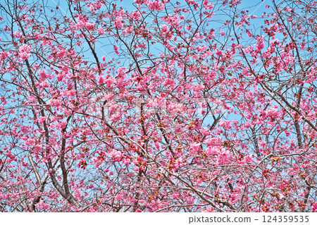 Deep pink Youkou cherry blossoms (spring, March) 124359535