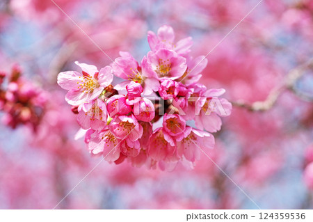 深粉紅色的Youkou櫻花(春季,3月) 深粉紅色的Youkou櫻花(春季,3月) 124359536