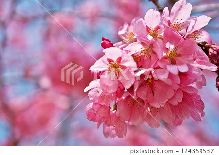 深粉紅色的Youkou櫻花(春季,3月) 深粉紅色的Youkou櫻花(春季,3月) 124359537