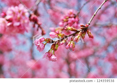 Deep pink Youkou cherry blossoms (spring, March) 124359538
