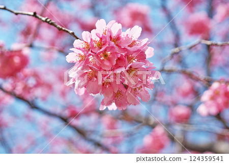 深粉紅色的Youkou櫻花（春季，3月） 124359541