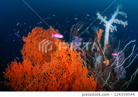 A lush forest 124359544