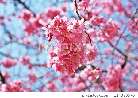 Deep pink Youkou cherry blossoms (spring, March) 124359570