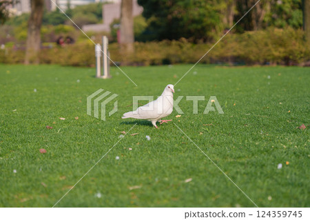 城市公園草地中的白鴿群 城市公園草地中的白鴿群 124359745