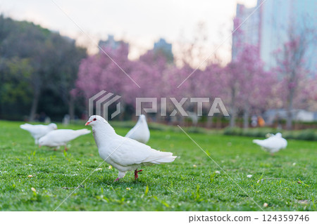 Flock of white pigeons on the grass in city park 124359746