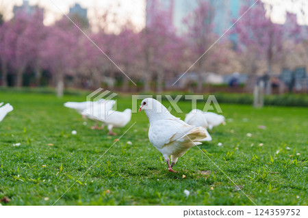 城市公園草地中的白鴿群 124359752