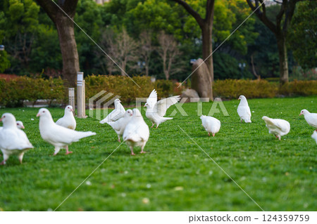 Flock of white pigeons on the grass in city park 124359759