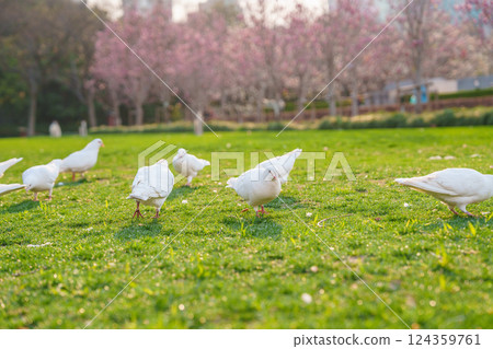 Flock of white pigeons on the grass in city park 124359761
