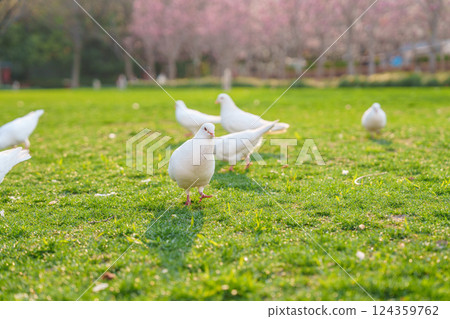 Flock of white pigeons on the grass in city park Flock of white pigeons on the grass in city park 124359762