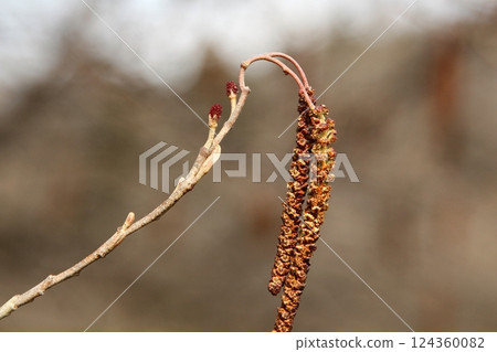 Male and female flowers of alder 124360082