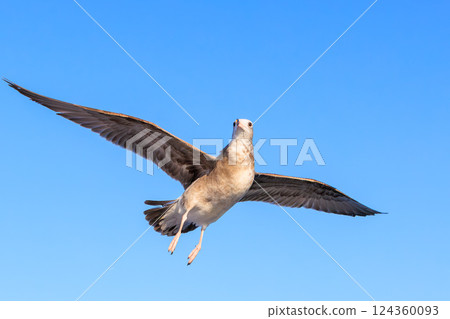 A young black-tailed gull flying along the beach A young black-tailed gull flying along the beach 124360093