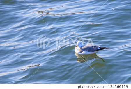 Black-tailed Gulls Floating on the Sea Surface 124360129
