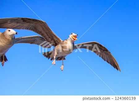 A young black-tailed gull eating food while flying 124360139