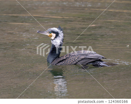 A large water bird, the Japanese cormorant 124360166