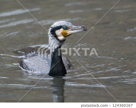 A large water bird, the Japanese cormorant 124360167