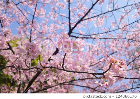 Blue sky and pink cherry blossom Blue sky and pink cherry blossom 124360170