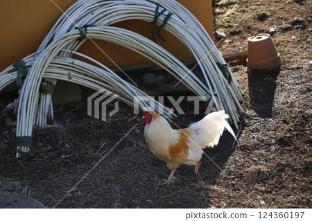Walking Chicken 124360197