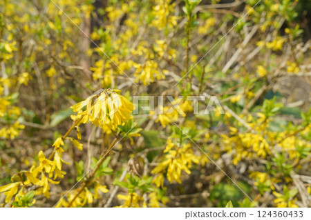 連翹花 124360433