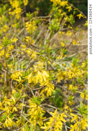 連翹花 124360434