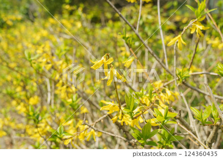 連翹花 124360435