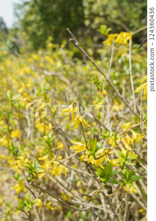 連翹花 124360436