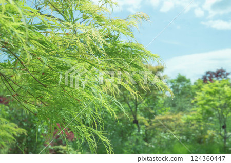 Maple / "Aoshidare" with thinly cut leaves, April Maple / "Aoshidare" with thinly cut leaves, April 124360447