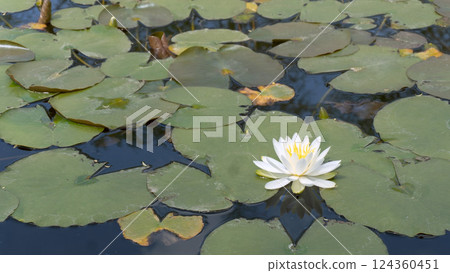 白睡蓮「Nymphaea japonica」四月 124360451