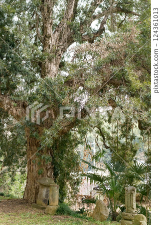 The Japanese laurel tree at Jyogyo-in Temple, a natural monument in Gunma Prefecture 124361013