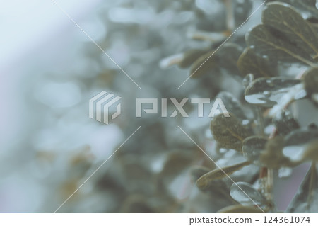 soft focus green leaves  with dew drops after rain 124361074