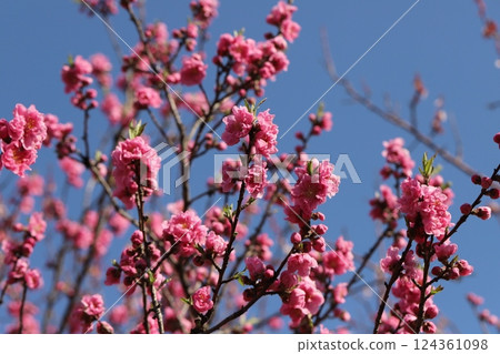 Pink plum blossoms blooming in a park in early spring 124361098