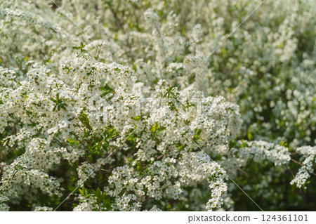 春天盛開的雪蕙花 春天盛開的雪蕙花 124361101