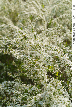 春天盛開的雪蕙花 124361103