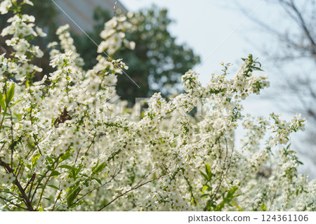 春天盛開的雪蕙花 春天盛開的雪蕙花 124361106