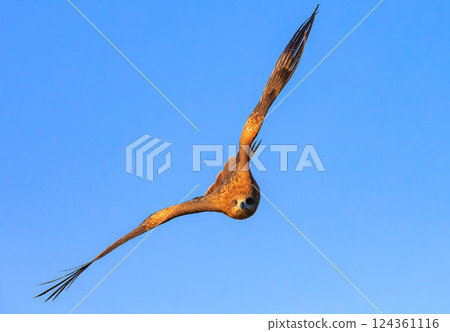 Flying in the sky 124361116