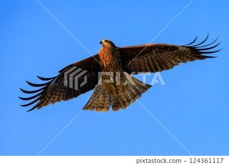 Flying in the sky 124361117