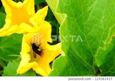 Vegetable flowers and bees Vegetable flowers and bees 124361417