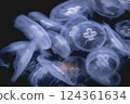 神奇的水母 124361634