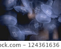 大海和水母 2 124361636