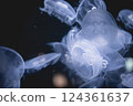 大海和水母 124361637
