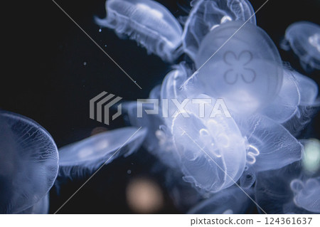 Sea and Jellyfish 124361637