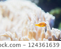 珊瑚和魚 124361639