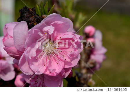 Cherry blossoms blooming on a sunny day 124361695