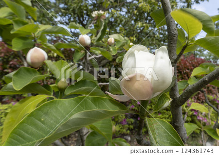 Magnoliaceae / White buds facing upwards / Magnoliaceae Magnoliaceae / White buds facing upwards / Magnoliaceae 124361743
